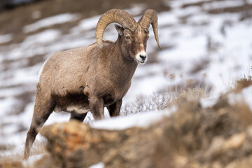 Bighorn Sheep in Yellowstone National Park