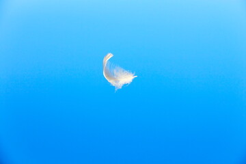 Feather in the wind. White feather in the wind on blue sky.   