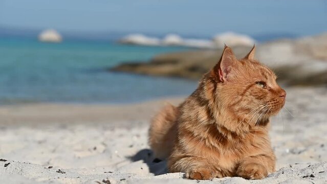 Ginger cat on the beach, sea on the background in Greece. Slow motion