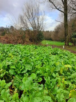 Finca de nabos en Galicia