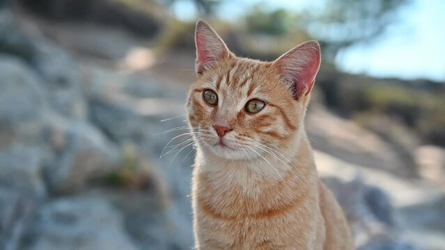 Ginger cat staying on the rocks in Greece. Slow motion