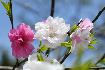 花桃　白とピンクの花