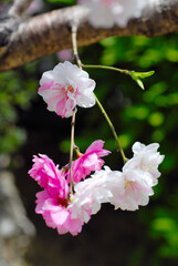 花桃　白とピンクの花
