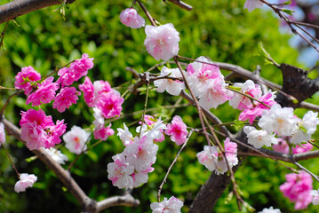 花桃　白とピンクの花