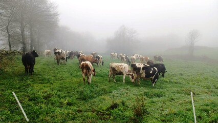 Rebaño de vcas en Galicia