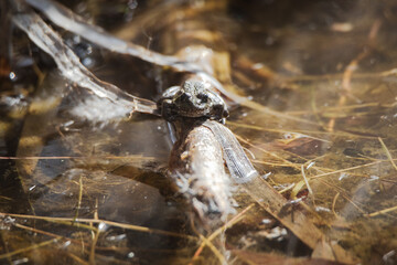Group of iberian water frogs resting in a pond (Pelophylax perezi)