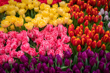 Magenta tulips against green foliage. Purple tulips background. Tulips backdrop. Purple floral background. Purple tulip blooms. Blooming tulips. Purple tulip buds.