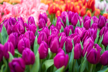 Obraz premium Magenta tulips against green foliage. Purple tulips background. Tulips backdrop. Purple floral background. Purple tulip blooms. Blooming tulips. Purple tulip buds.