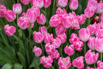 Pink tulips on a background of green foliage. Background of pink tulips. Background of tulips. Floral background. Blooming tulips.