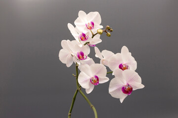 blooming white orchid flowers on a gray background close up