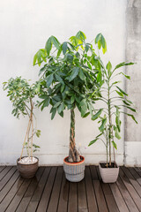 Trio of beautiful decorative plants with bamboo, pachira aquatica and Schefflera arboricola