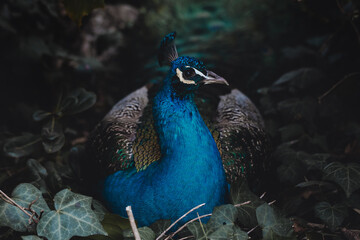 Fototapeta premium Beautiful male peacock hidden and camouflaged in the grass