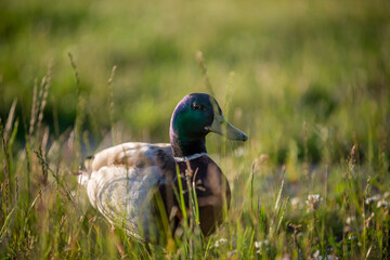 Anatinae and within it of the genus Anas. They are not a monophyletic group, as swans and geese are not included. The following species are included under this definition: Subfamily Anatinae