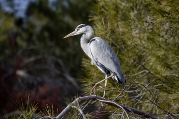 Grey heron perched on a pine branch in Madrid