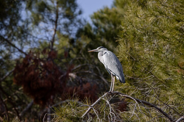 Grey heron perched on a pine branch in Madrid