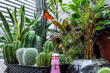 Set of varied plants on a terrace with a metal wall with decorative objects, cactus, sansevieria, croton petrus, ficus benjamina © Toyakisfoto.photos