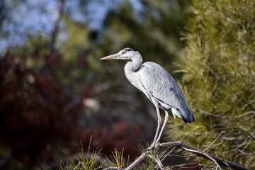 Grey heron perched on a pine branch in Madrid