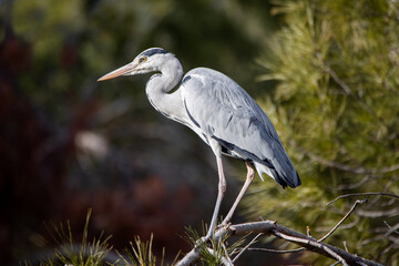 Grey heron perched on a pine branch in Madrid