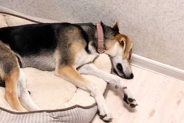 Naklejka na ściany i meble tired dog sleeping in his pet bed on the floor