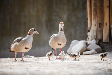 Family of egyptian goose with ducklings