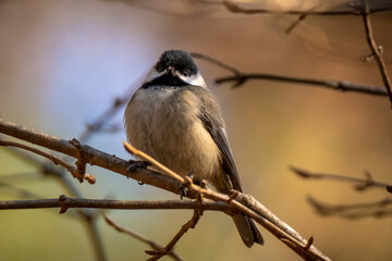 Fototapeta premium A Carolina Chickadee perches proud with its feather puffed out on a cool winter day. Raleigh, North Carolina.