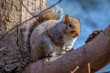 An Eastern Gray Squirrel rests on a tree branch. Raleigh, North Carolina.
