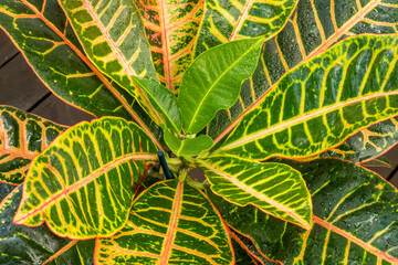 Colorful and beautiful leaves of croton petra, decorative indoor plant © Toyakisfoto.photos