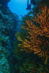 Naklejka na ściany i meble coral reef macro ,texture, abstract marine ecosystem background