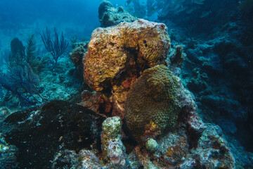coral reef macro ,texture, abstract marine ecosystem background