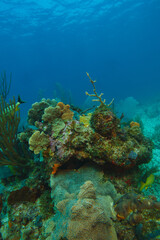 Naklejka na ściany i meble coral reef macro ,texture, abstract marine ecosystem background