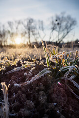 Icing on the grass in the meadow and the rising sun in the background.