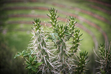 A green cactus in Peru. 