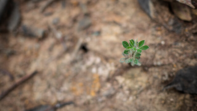 BROTE DE PLANTA SILVESTRE EN SUELO &Aacute;RIDO