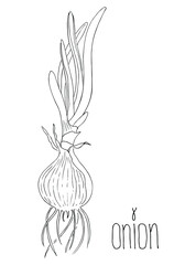 Onion bulb with leaves and roots. Growing process. Realistic hand drawn graphic illustration.