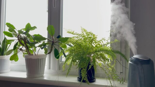 Water mist steam from humidifier for home plants. Humidifier starts working from low to high power and then turns off near window sill with potted flowers