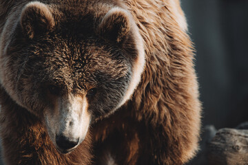 Obraz premium Facial portrait of a male brown bear at sunset