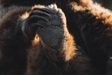 Detail of the footprints and paws of a brown bear that holds its foot with its hand