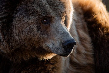 Facial portrait of a male brown bear at sunset