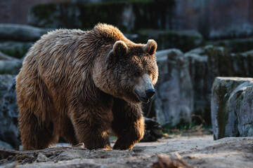 Fototapeta na wymiar Portrait of a large male brown bear walking on the rocks