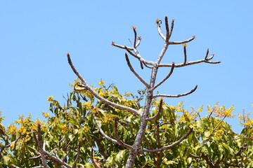 árvores do Cerrado