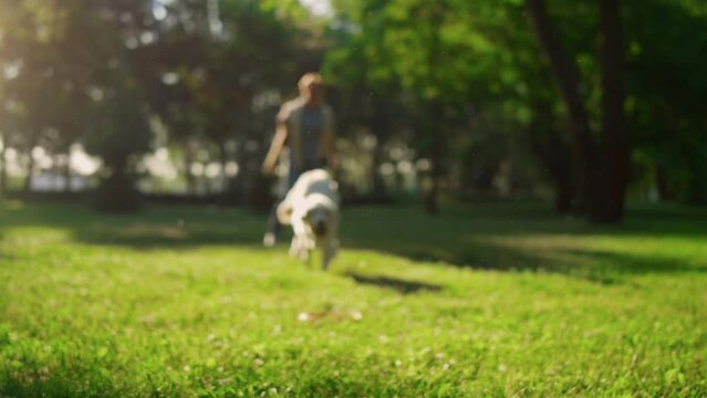 Dog owner throwing round pink toy. Golden retriever trying to catch puller.