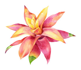 Tropical Flower. Watercolor hand-drawn illustration of Guzmania. Exotic plant, side view