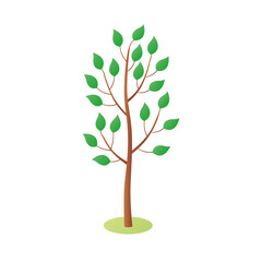 Young tree with green leaves isolated flat vector