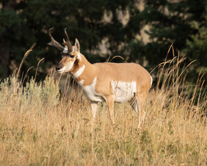 Pronghorn antelope, Yellowstone National Park, Wyoming