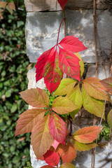 Obraz premium A plant (Parthenocissus quinquefolia) grows on a wall on a sunny, autumn day close-up