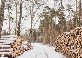 Las ścięte drewno