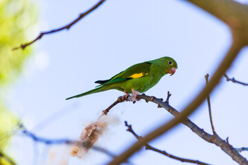 Parrot