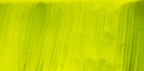Close up banana leaf texture with beautiful pattern