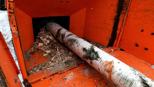 A wood chipper at work. Chipping a birch tree.