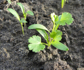 Cilantro Seedlings or Young Plants Growing Toward the Sun